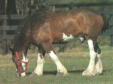 Clydesdale Cock